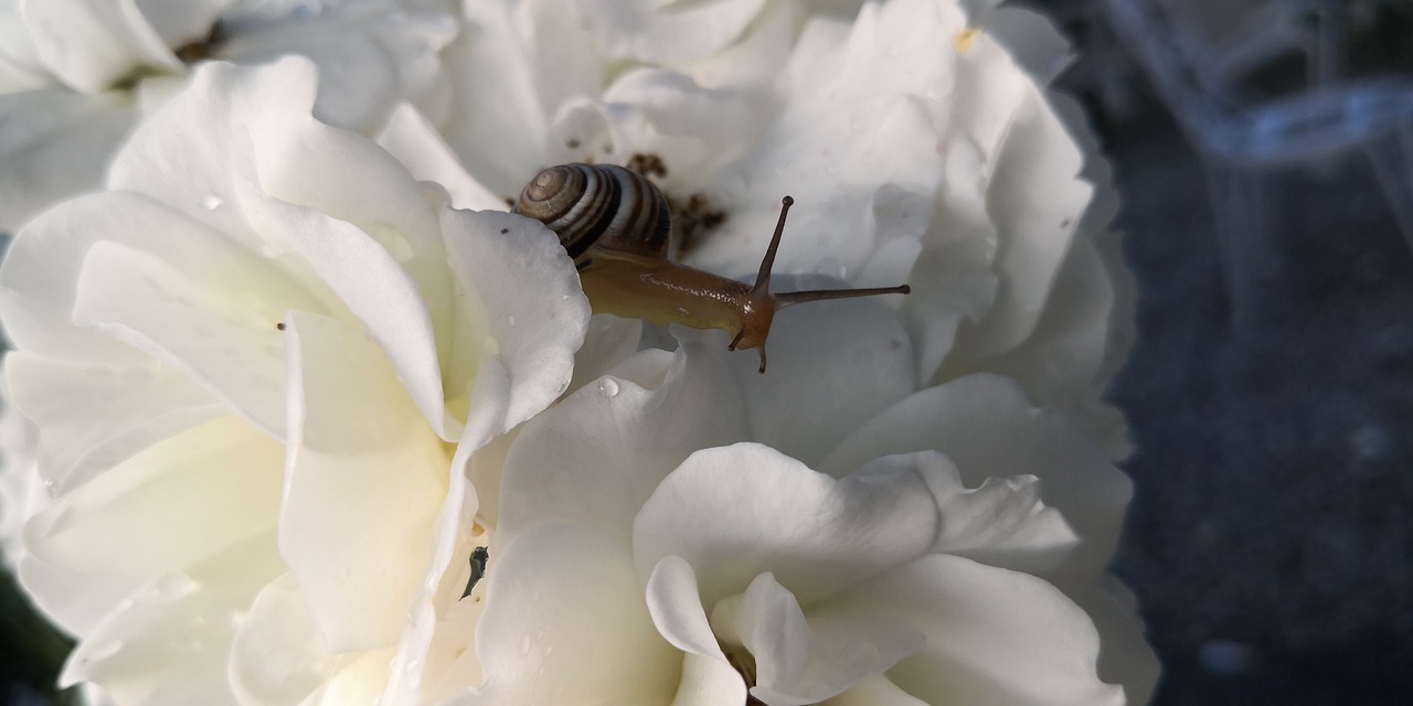 rose  snail  nature free photo