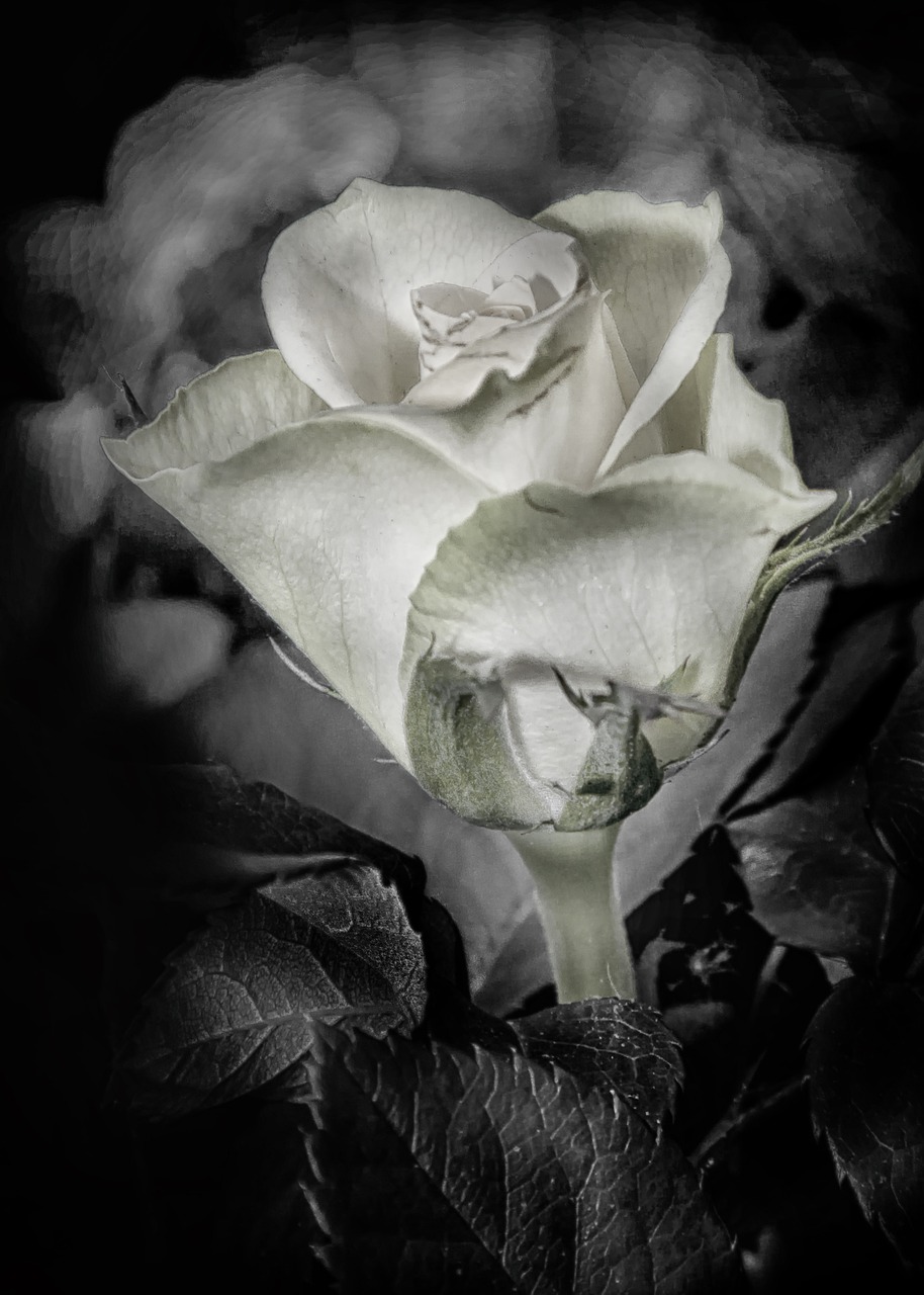 rose  hdr  black and white free photo