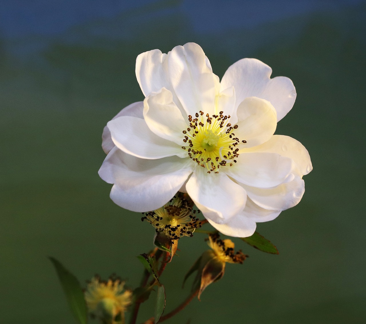 rose  flower  stamens free photo