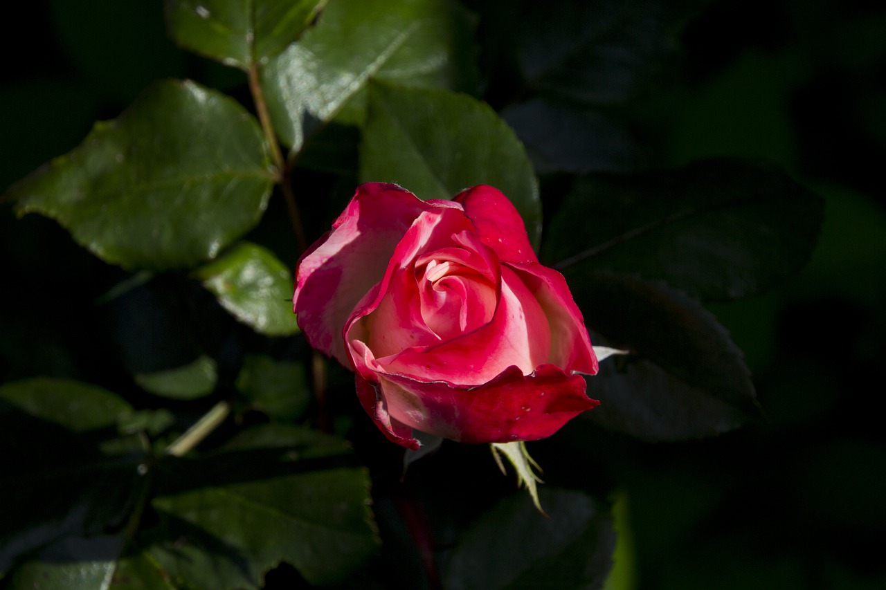 rose  flower  nature free photo