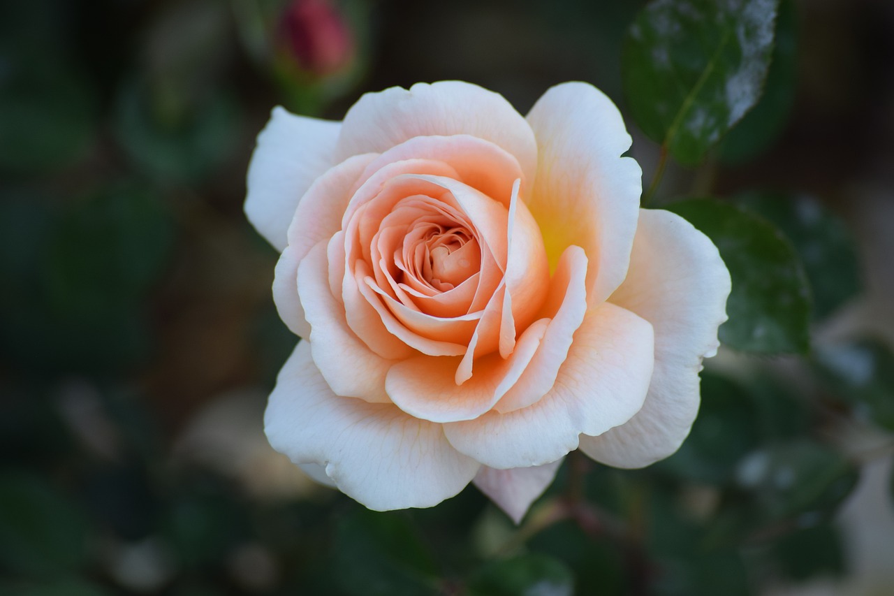 rose  peach  flower free photo