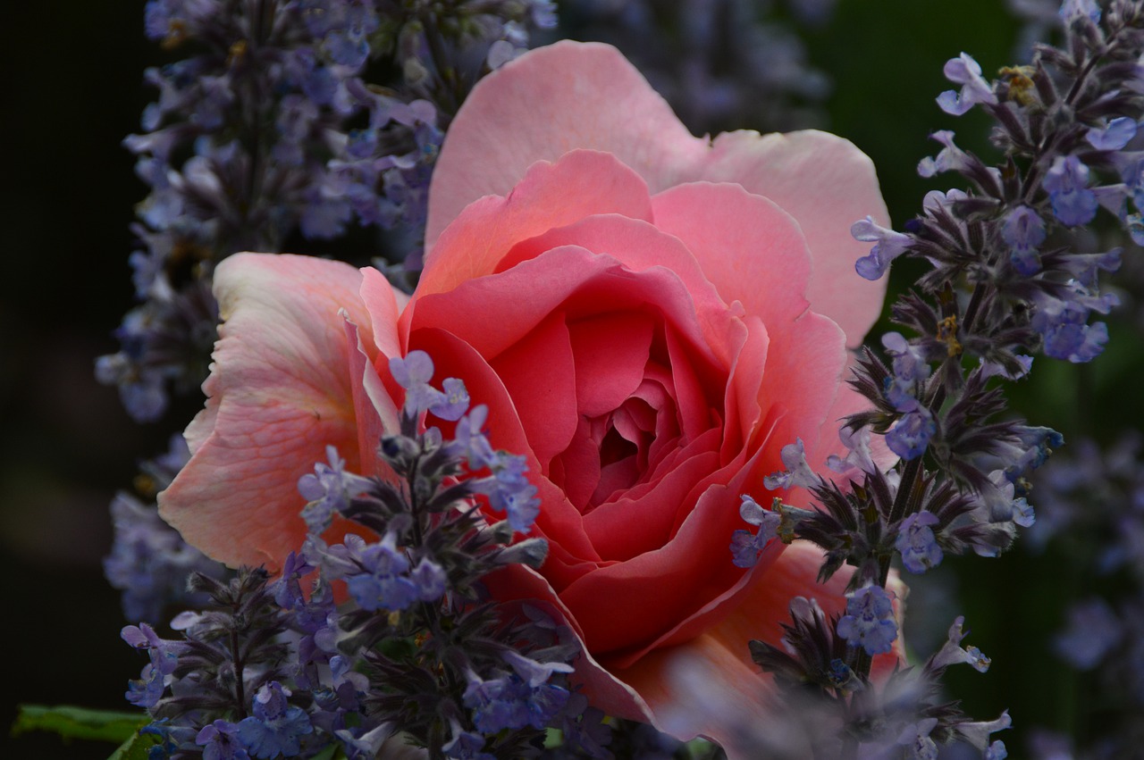 rose  flower  blossom free photo