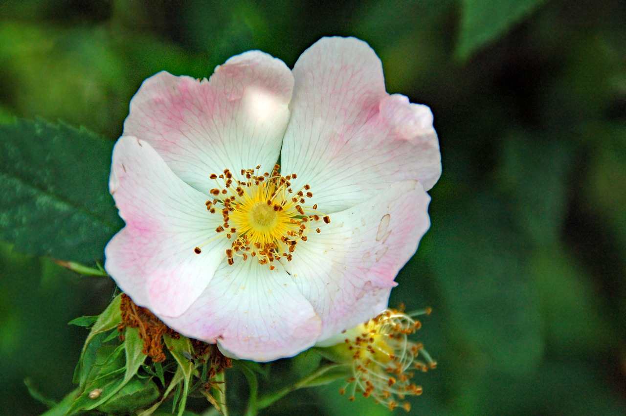 rose  white  pink free photo