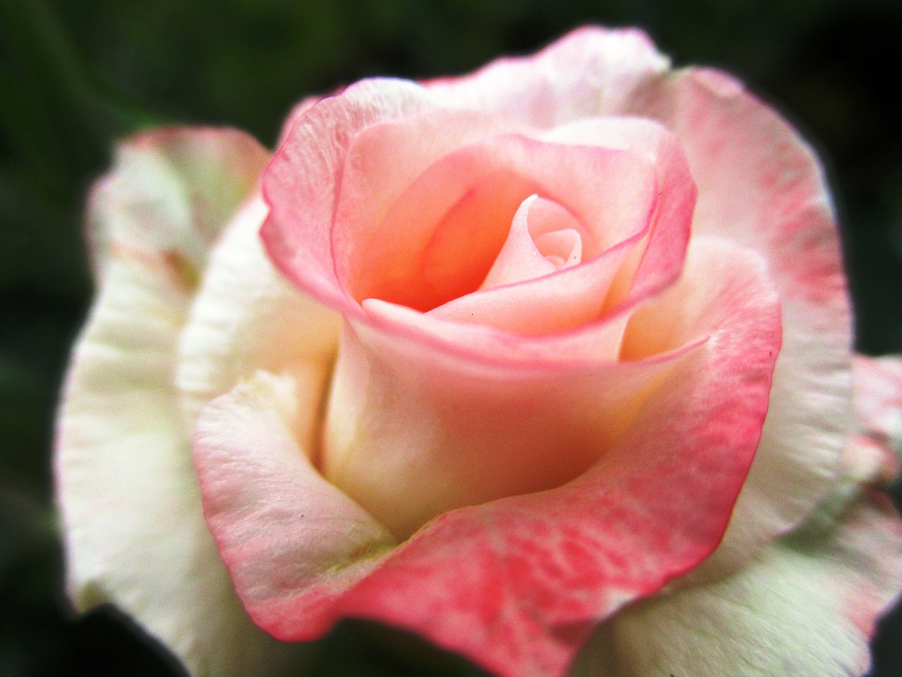 rose flowers pink free photo