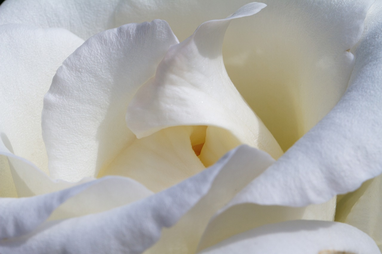 rose  white  blossom free photo