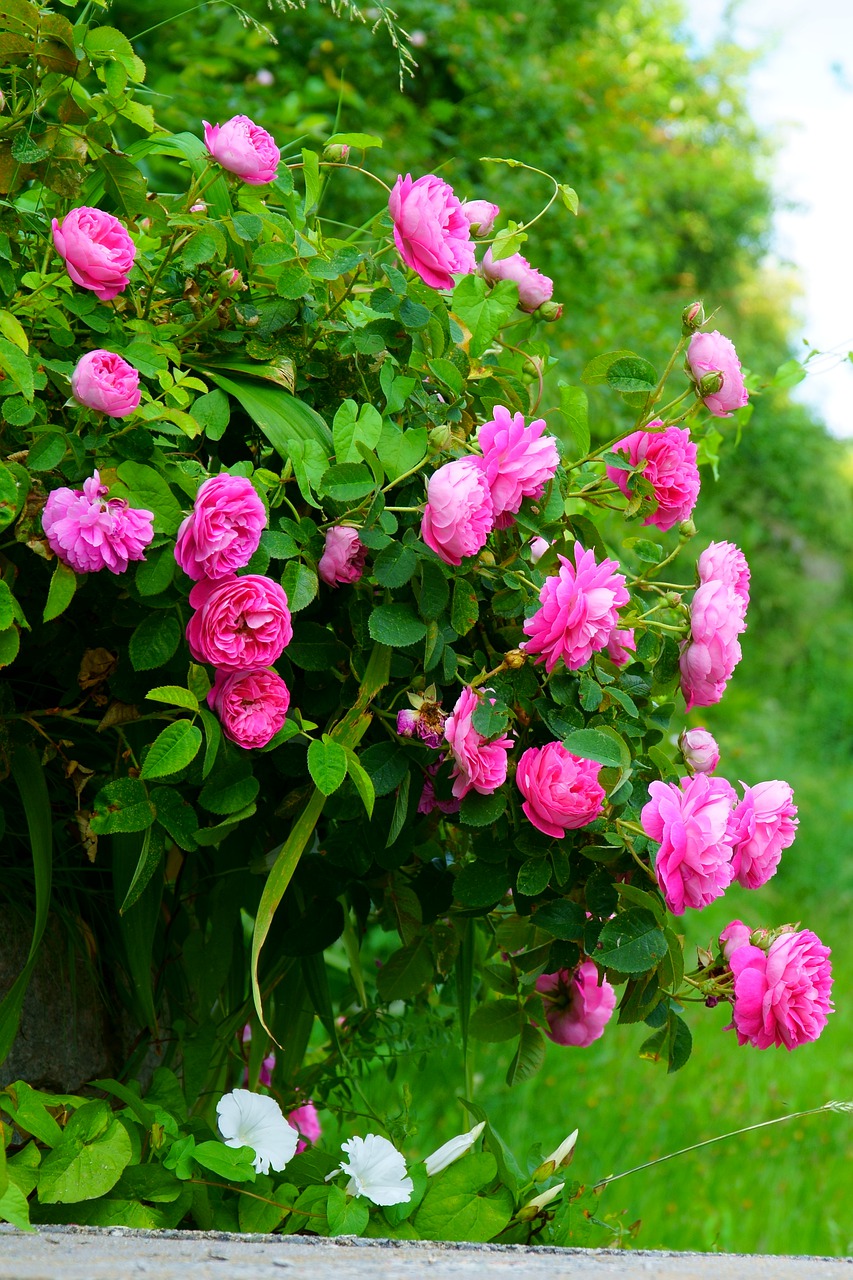 rose  flowers  blossom free photo