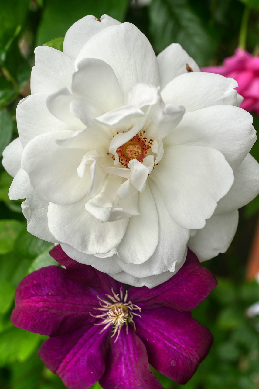 rose  white  blossom free photo