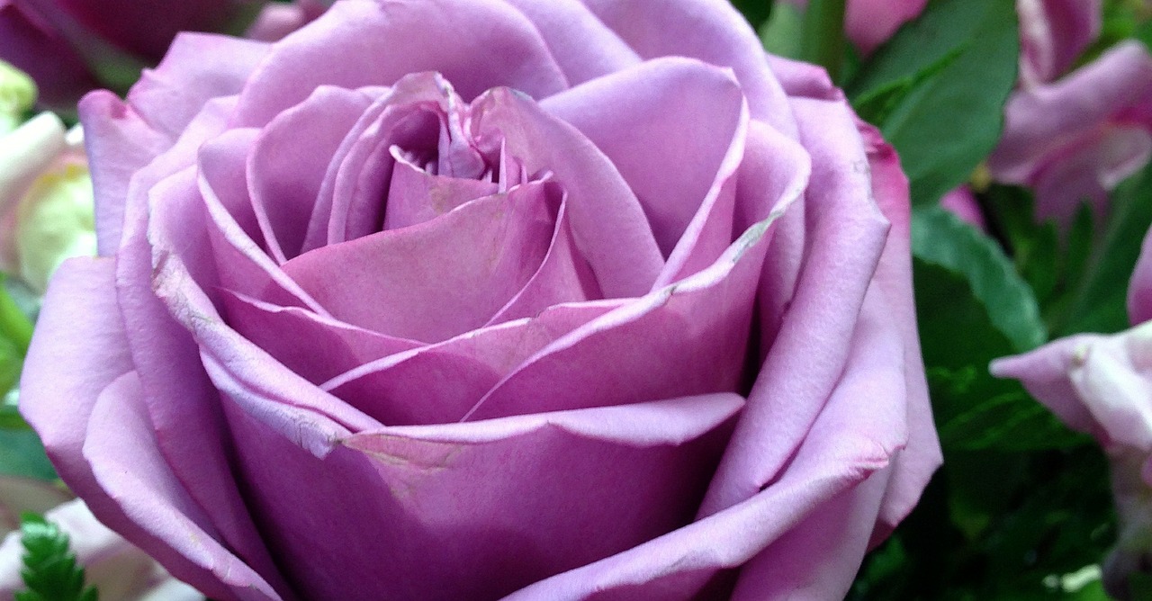 rose lilac violet free photo