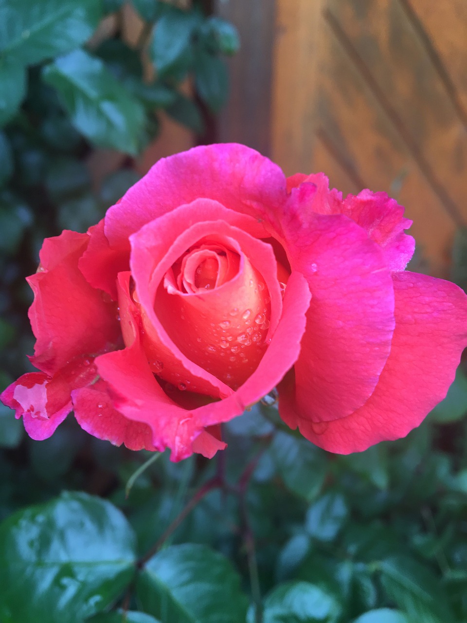 rose  pink  flowers free photo