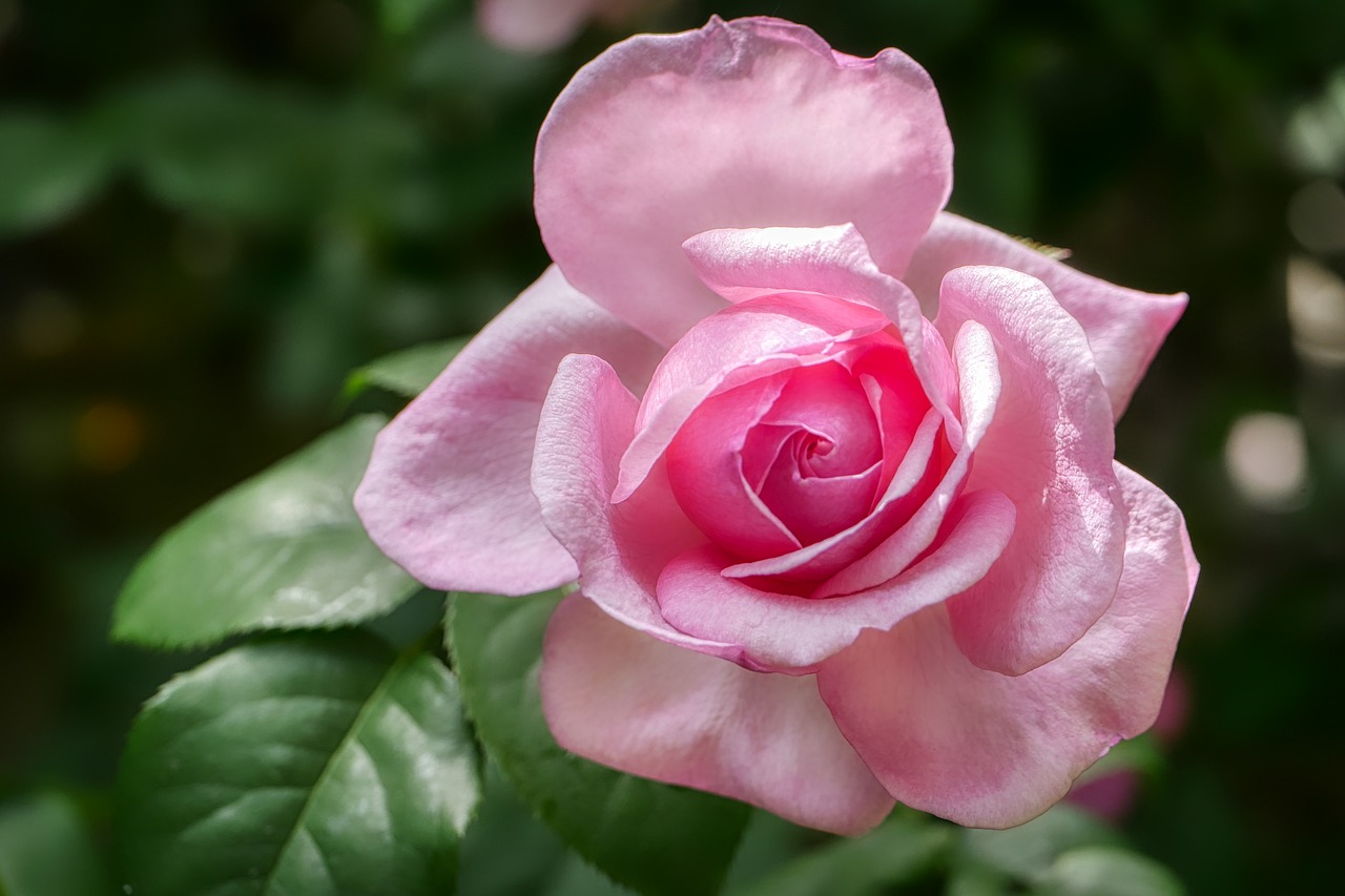 rose  pink  petal free photo