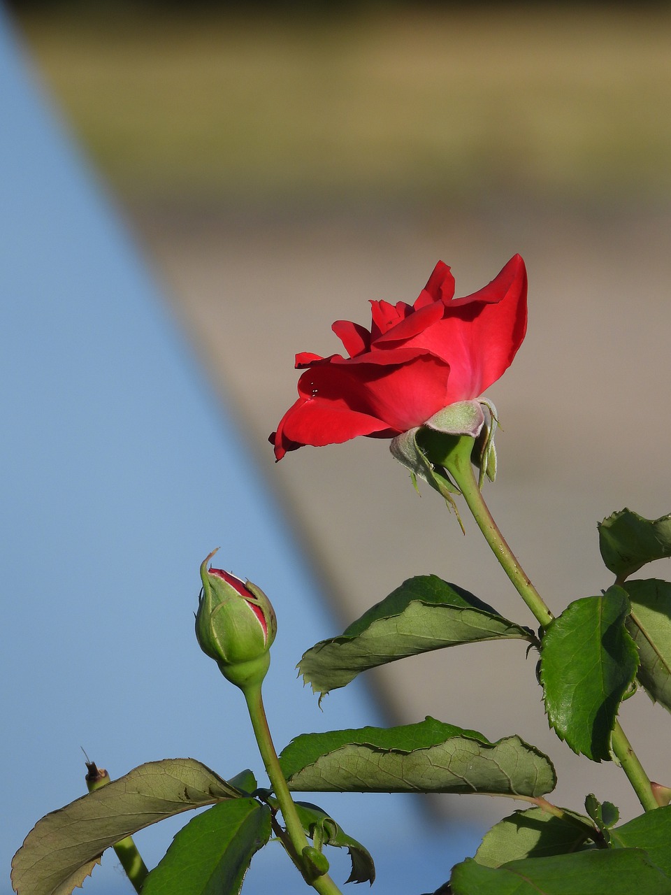 rose  flower  red free photo