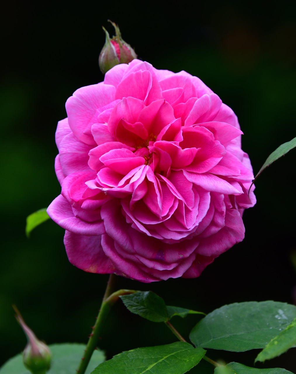 rose  flower pink  leaf free photo