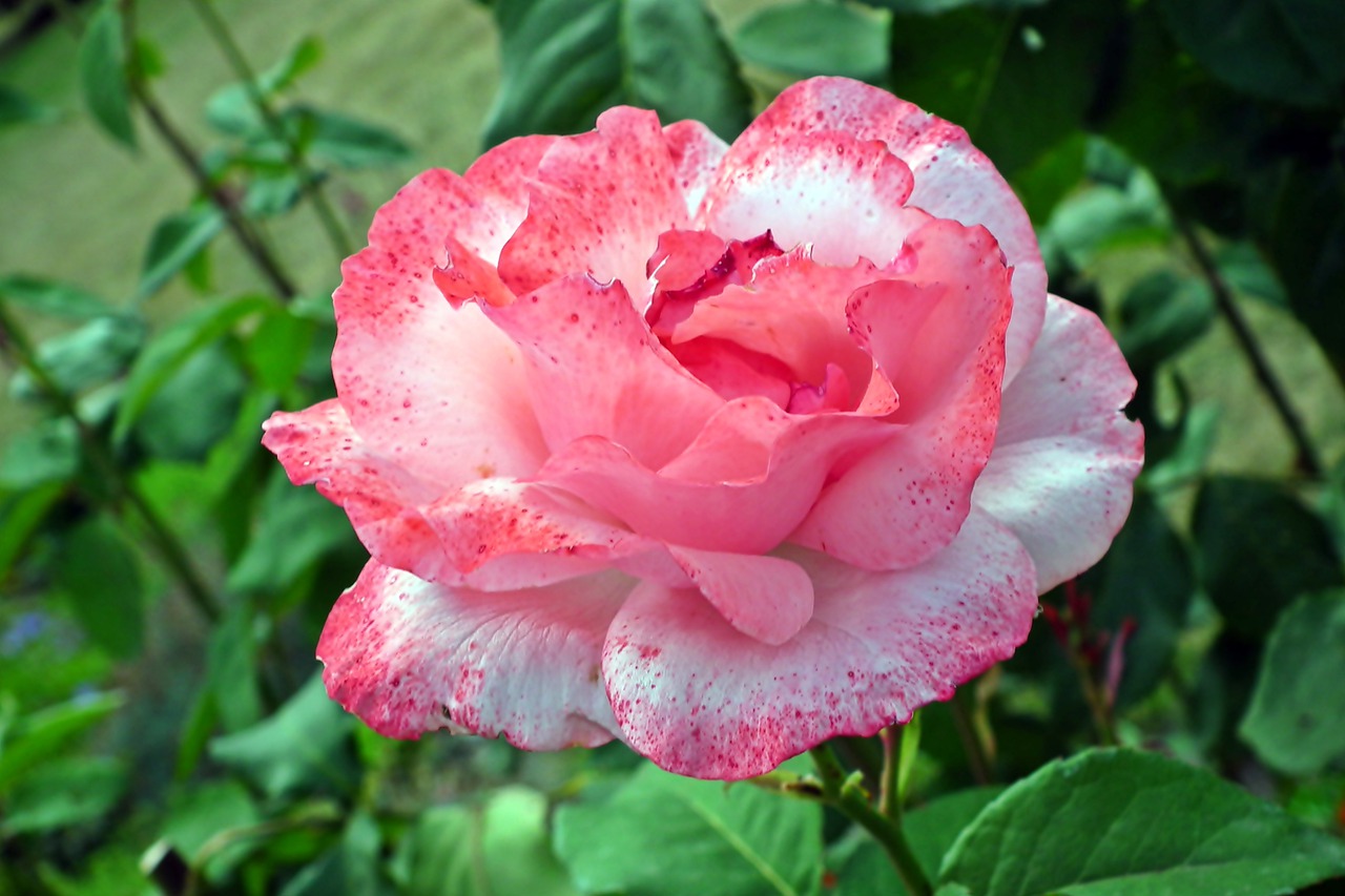 rose  flower  beauty free photo