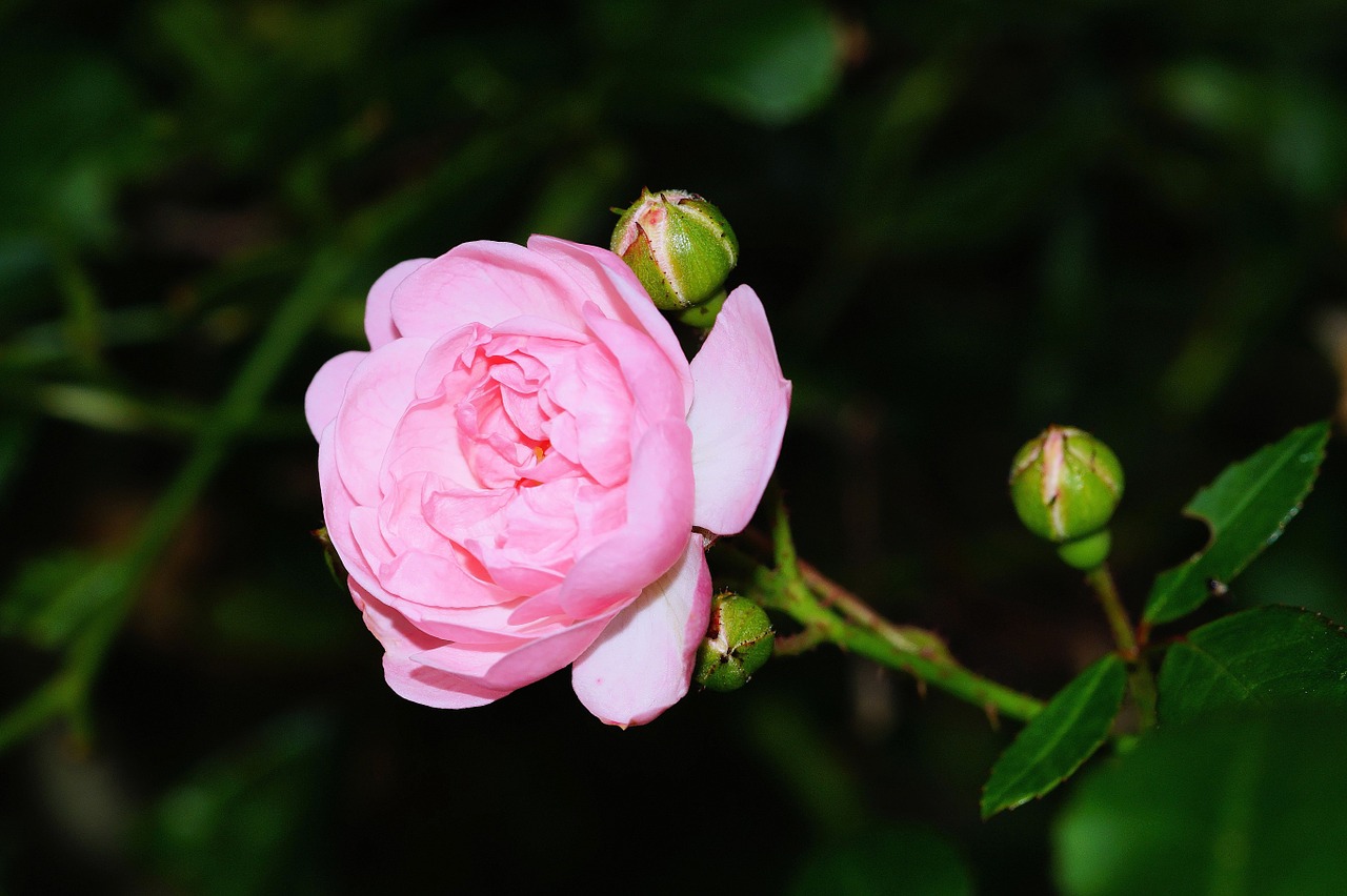 rose flower blossom free photo