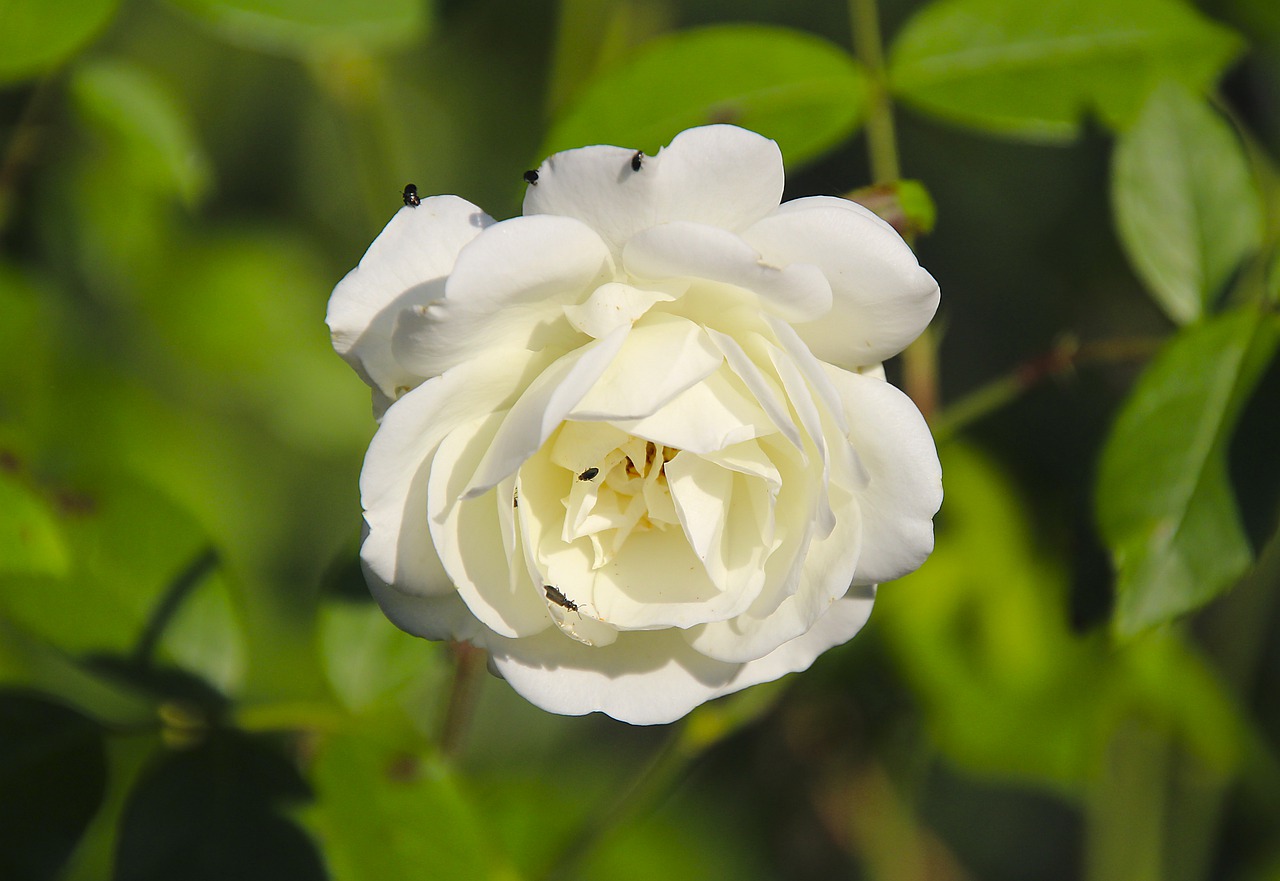 rose  beetle  white free photo