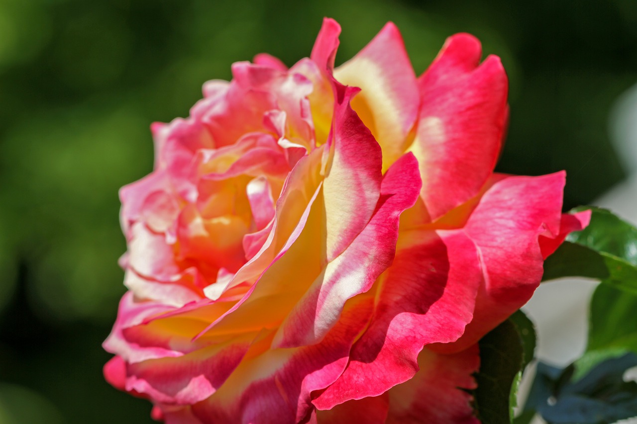 rose  flower  yellow free photo