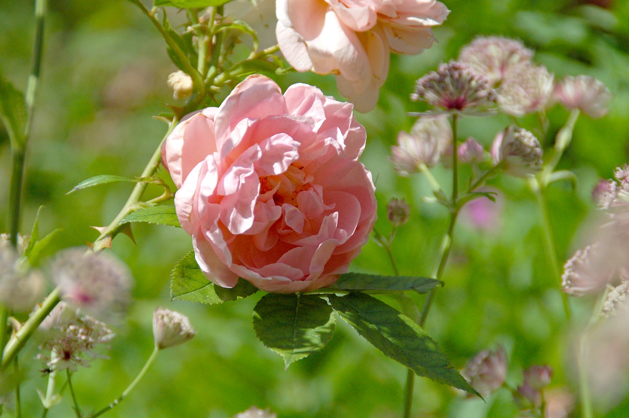 rose  pink  flower free photo