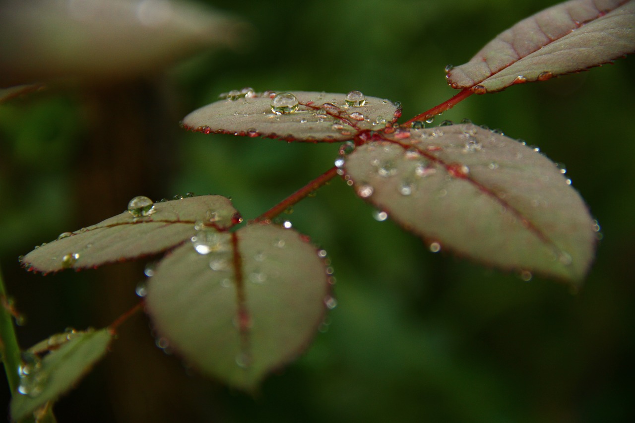 rose leaf water drop free photo