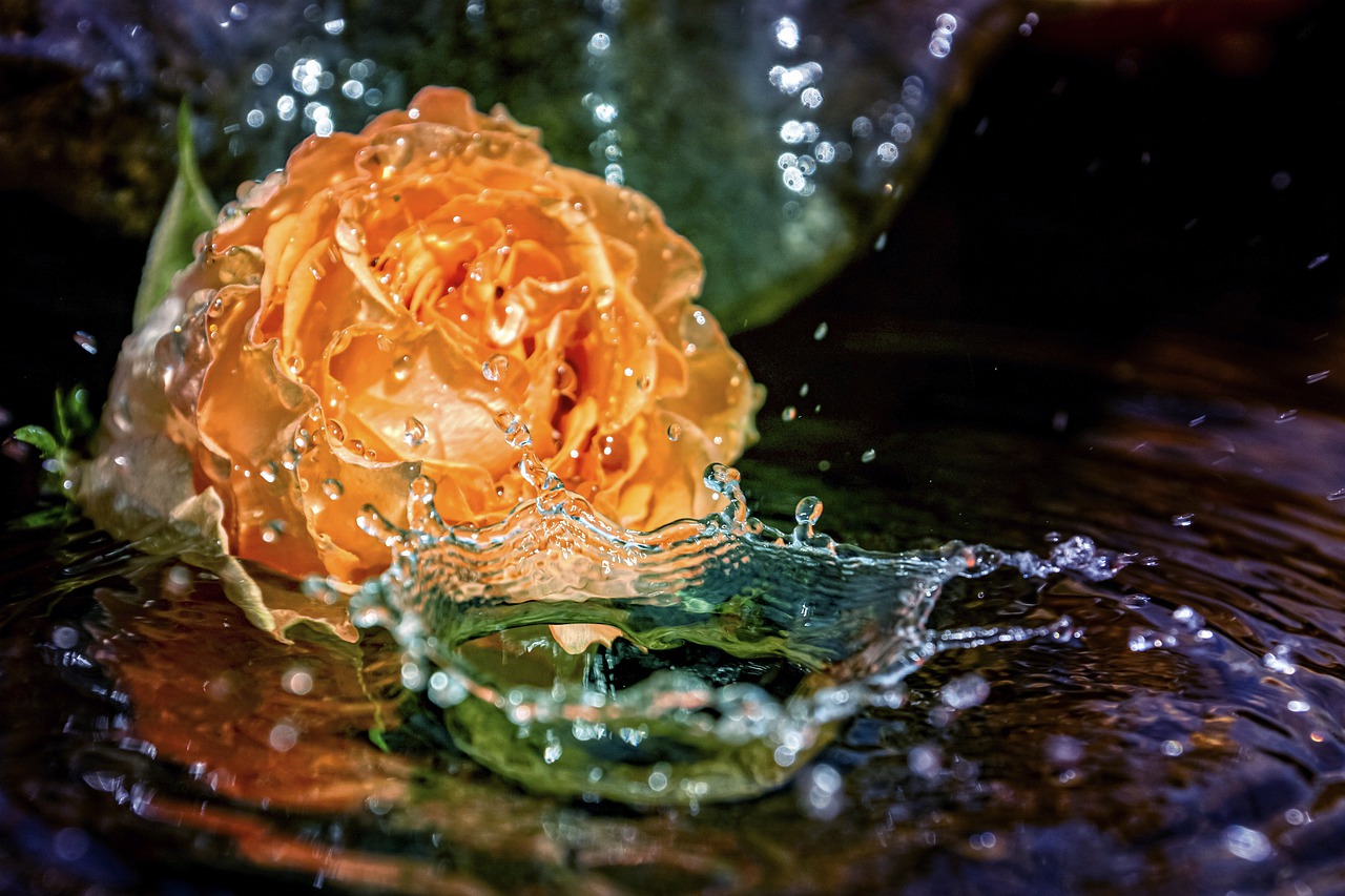 rose  fountain  water free photo