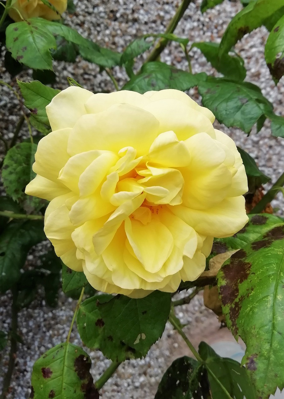 rose  yellow  foliage free photo