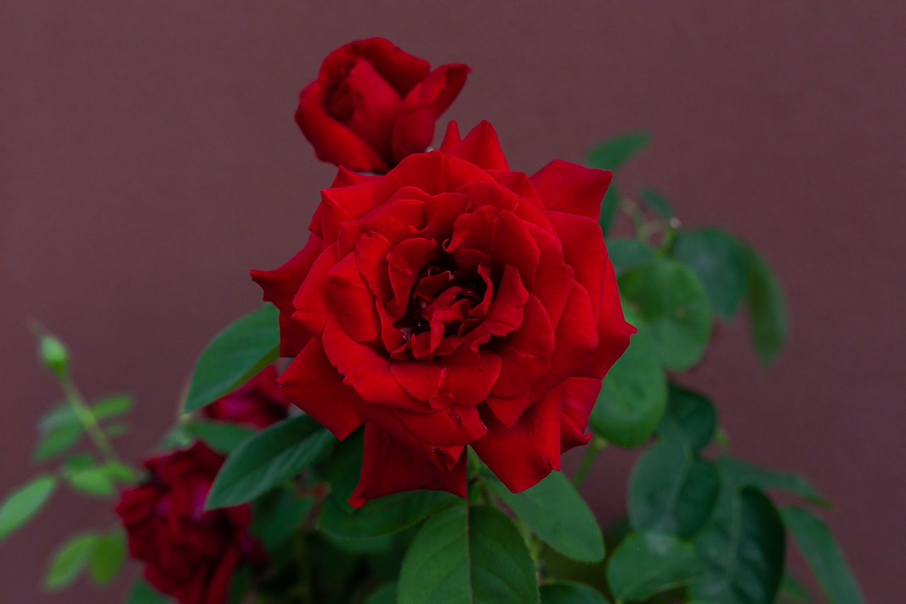 rose  red rose  red free photo