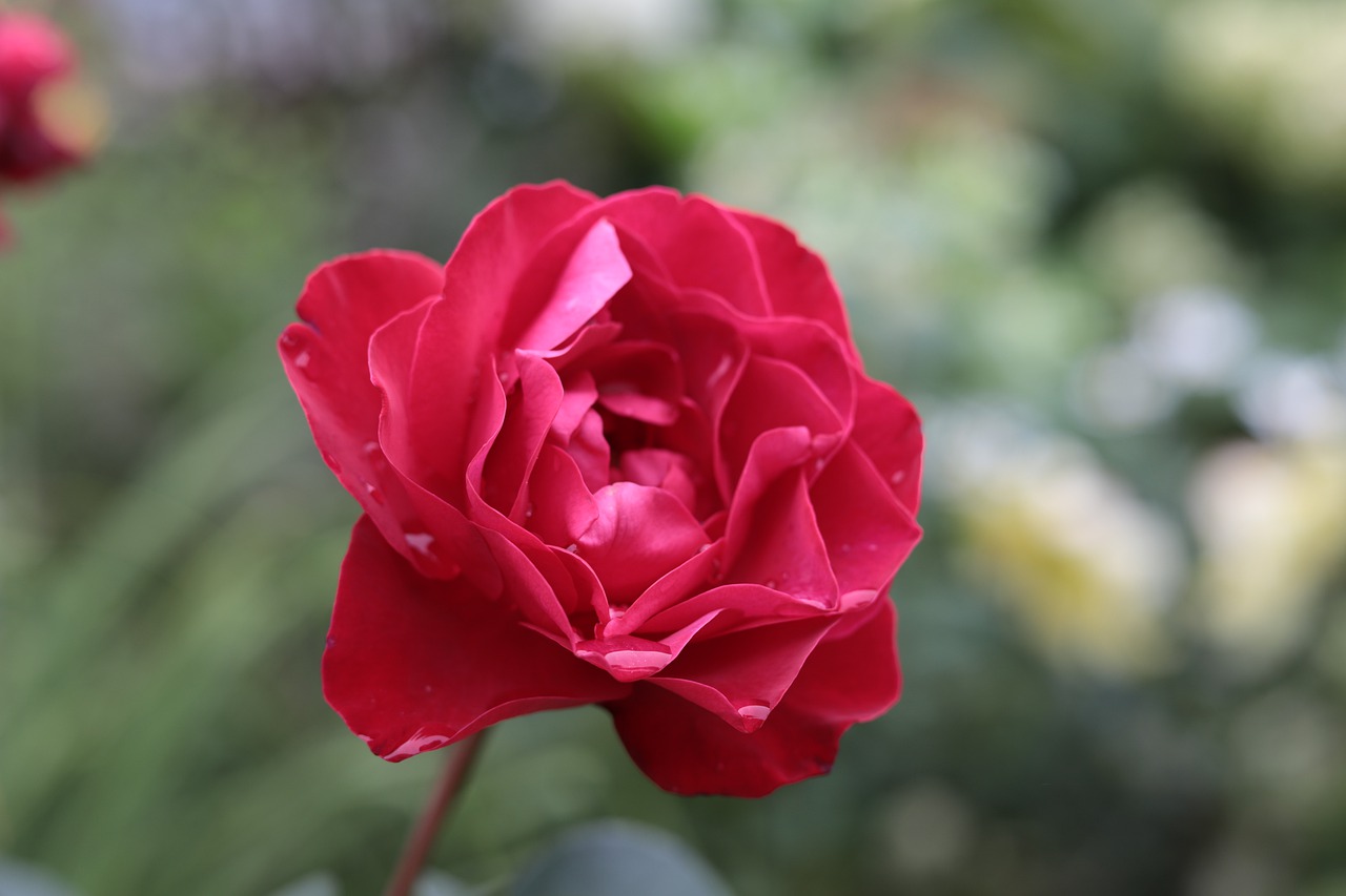 rose  rosa  bloom free photo