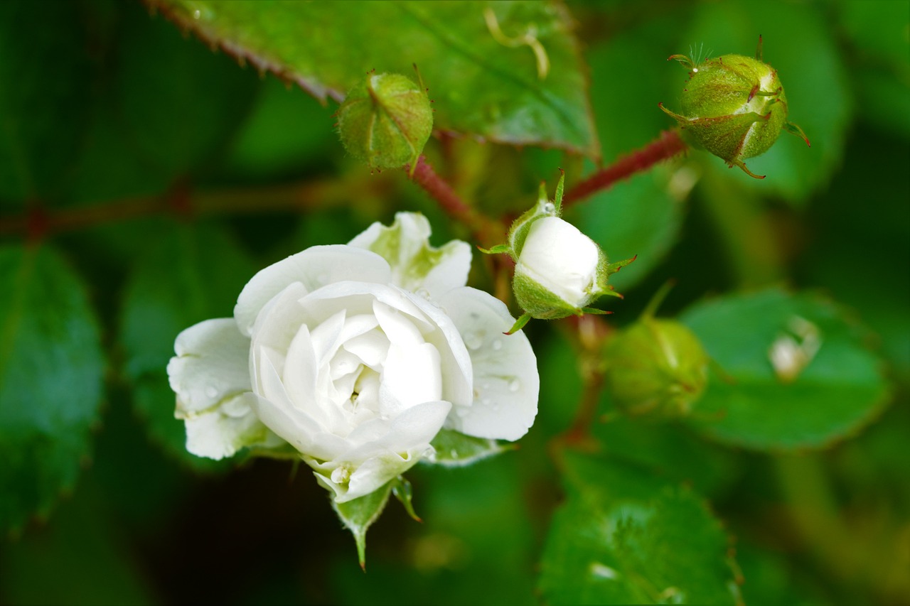 rose  flower  nature free photo