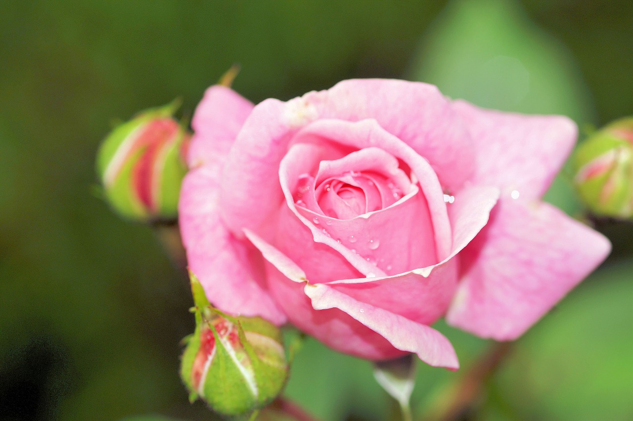 rose pink flower free photo