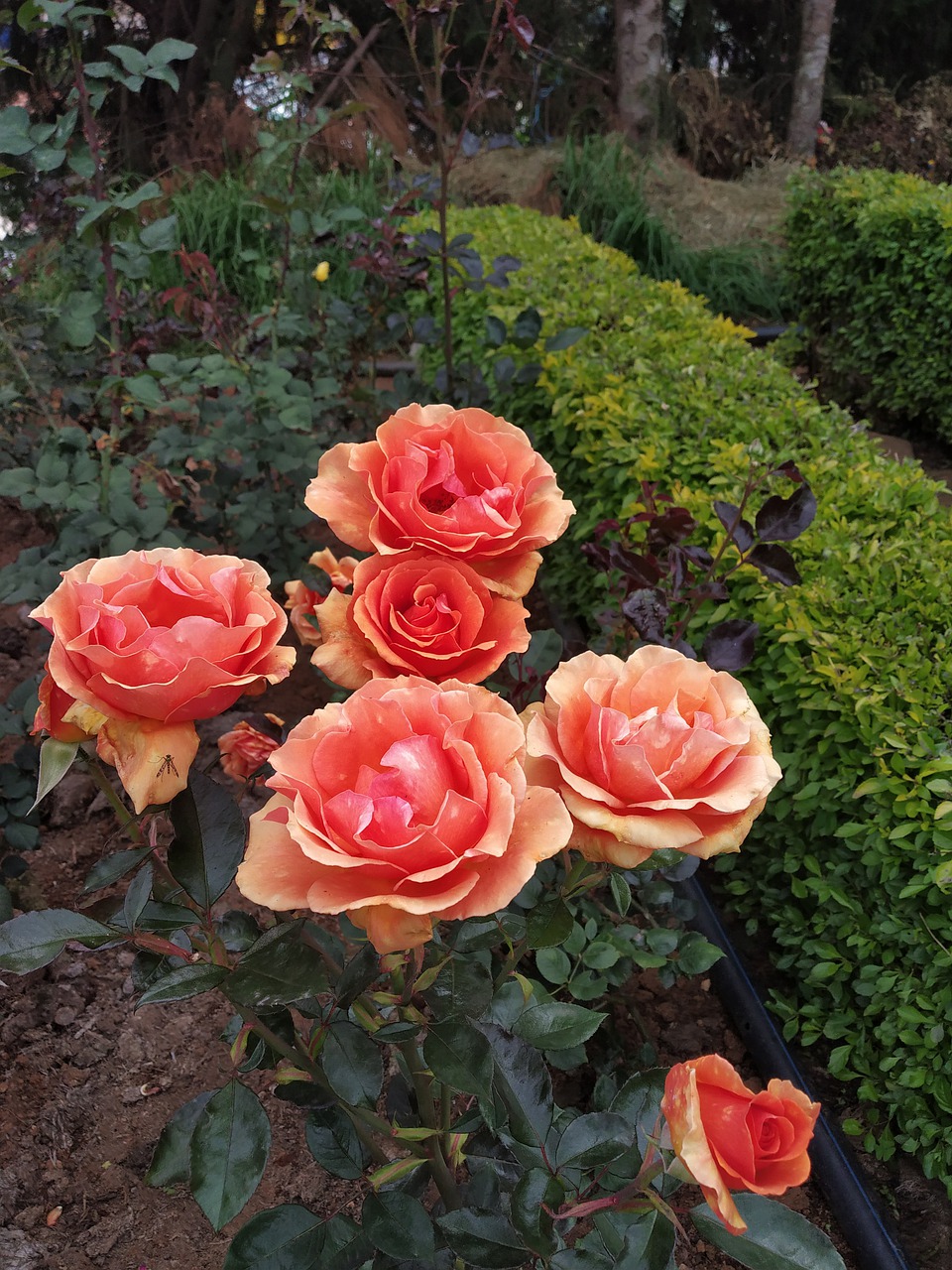 rose  flower  red free photo