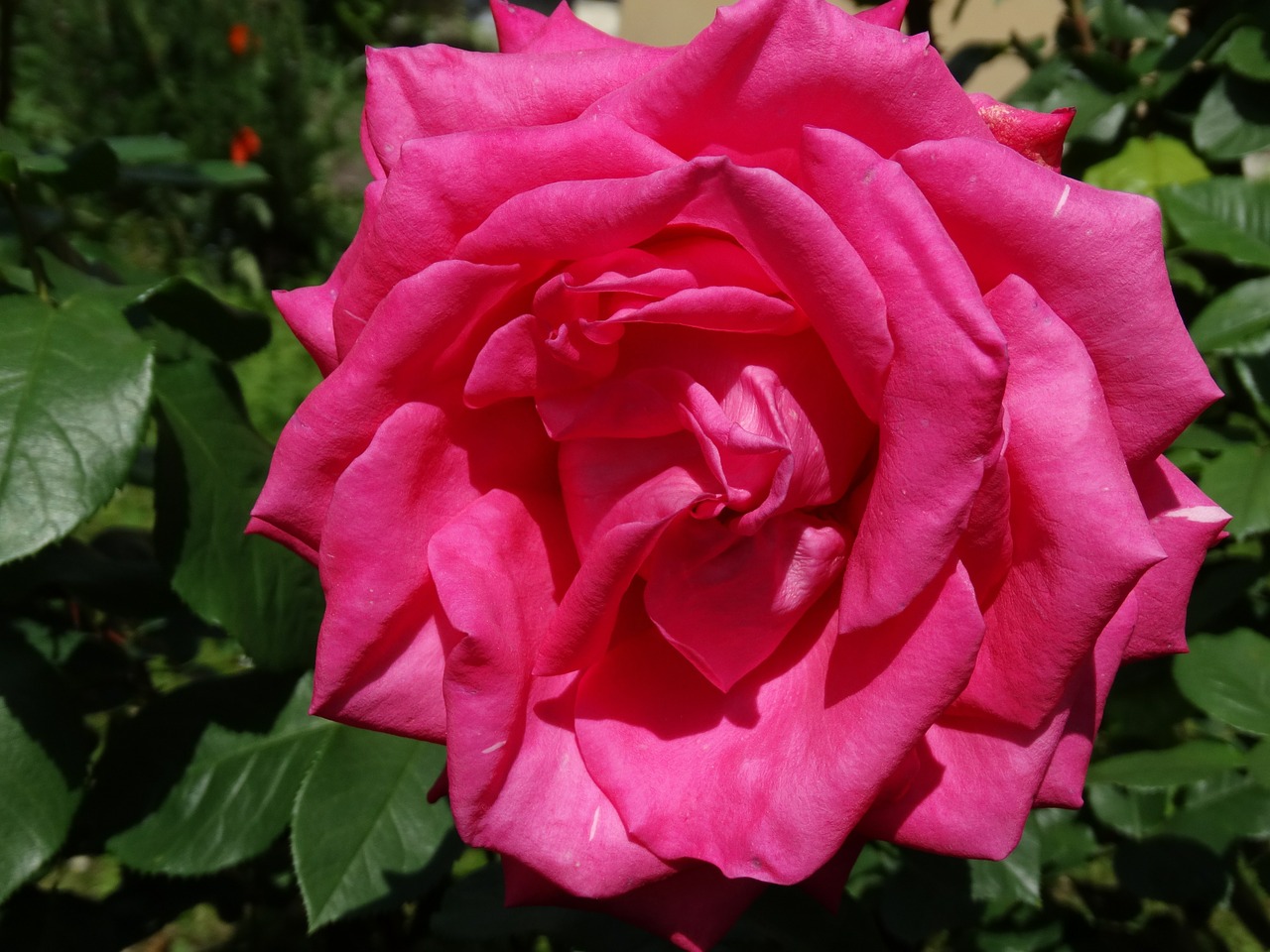 rose pink flowers free photo