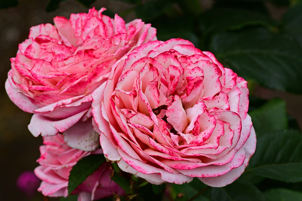 rose  flowers  romantic free photo