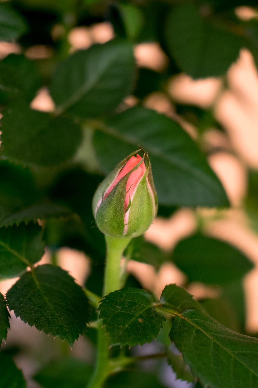 rose  flower  potted free photo