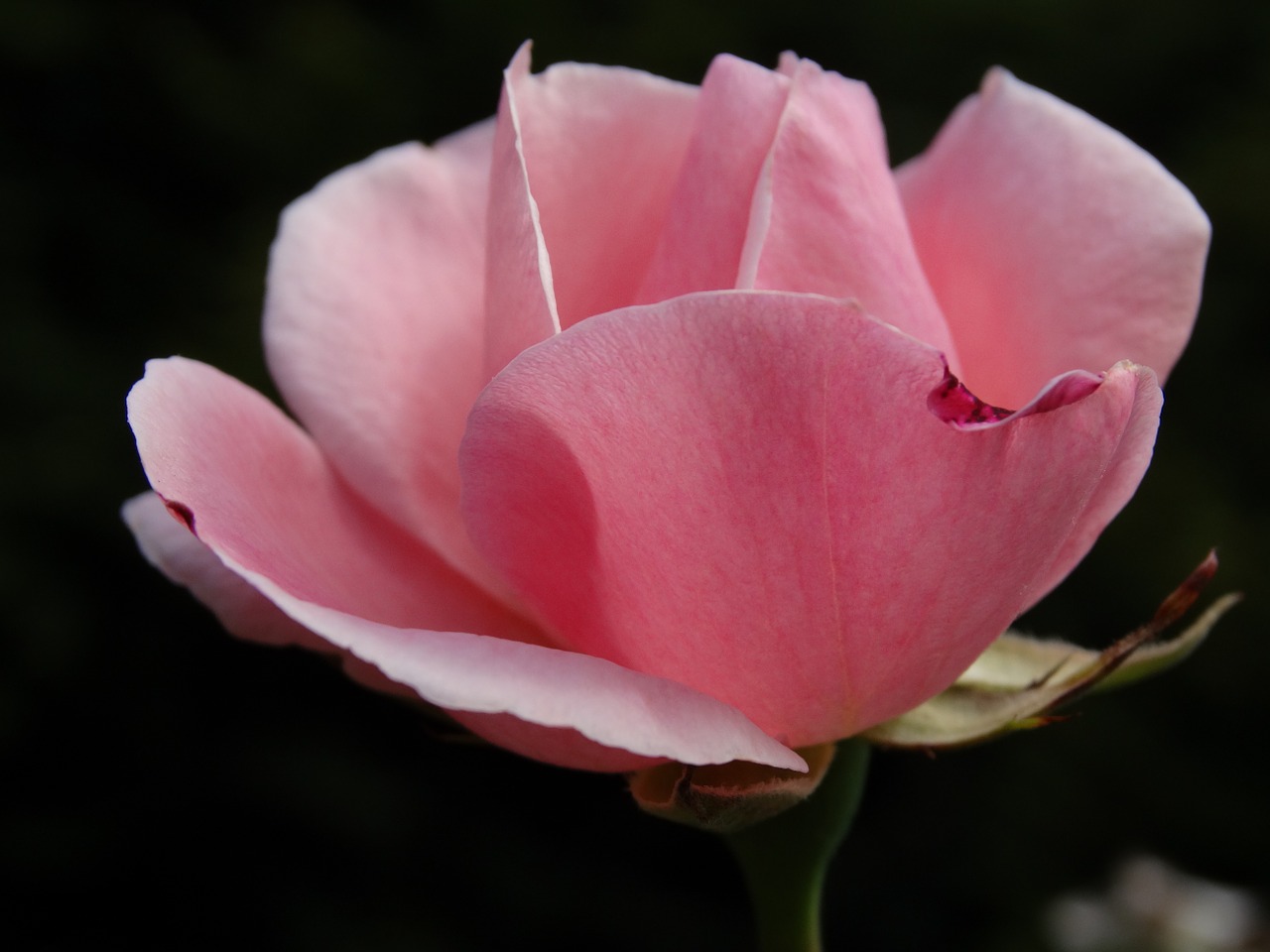 rose flowers blossom free photo