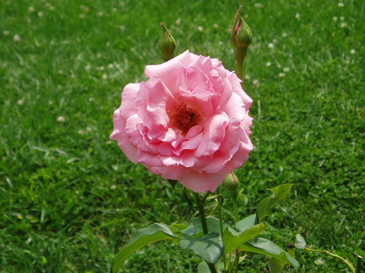 rose pink blossom free photo