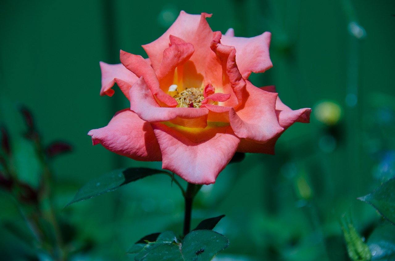 rose flower pink free photo