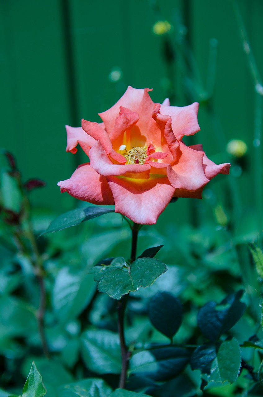 rose flower pink free photo