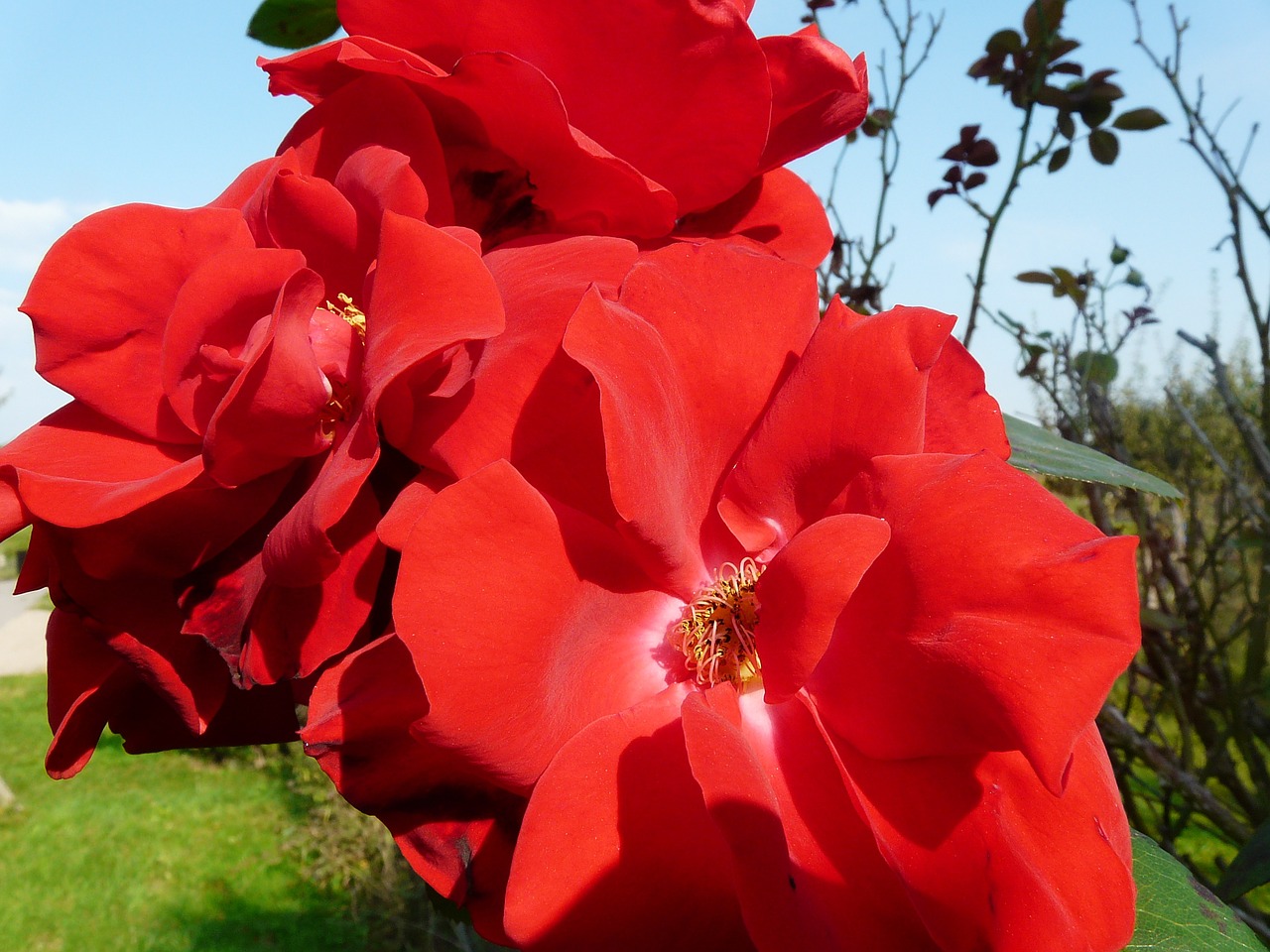 rose red rose bloom free photo