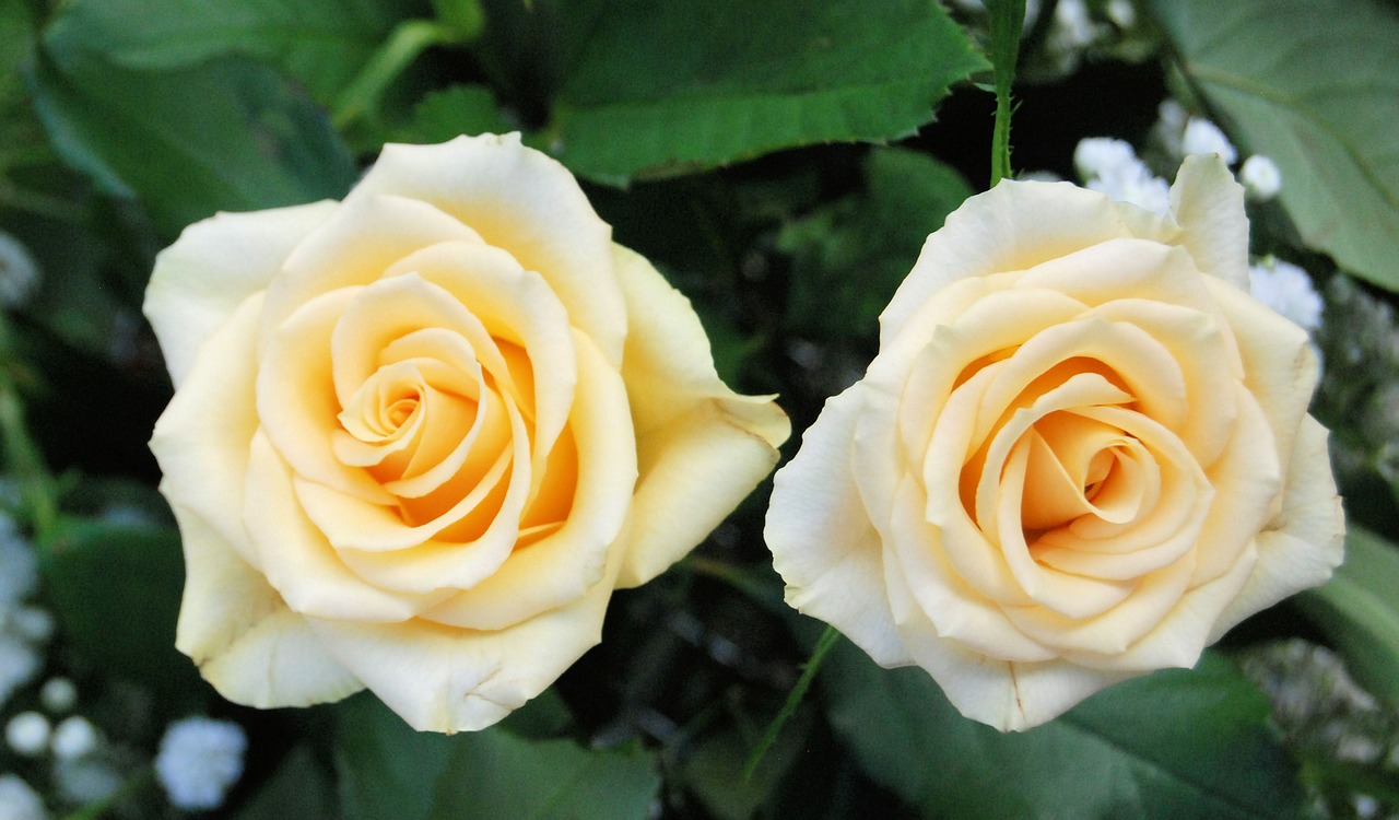 rose bloom yellow free photo