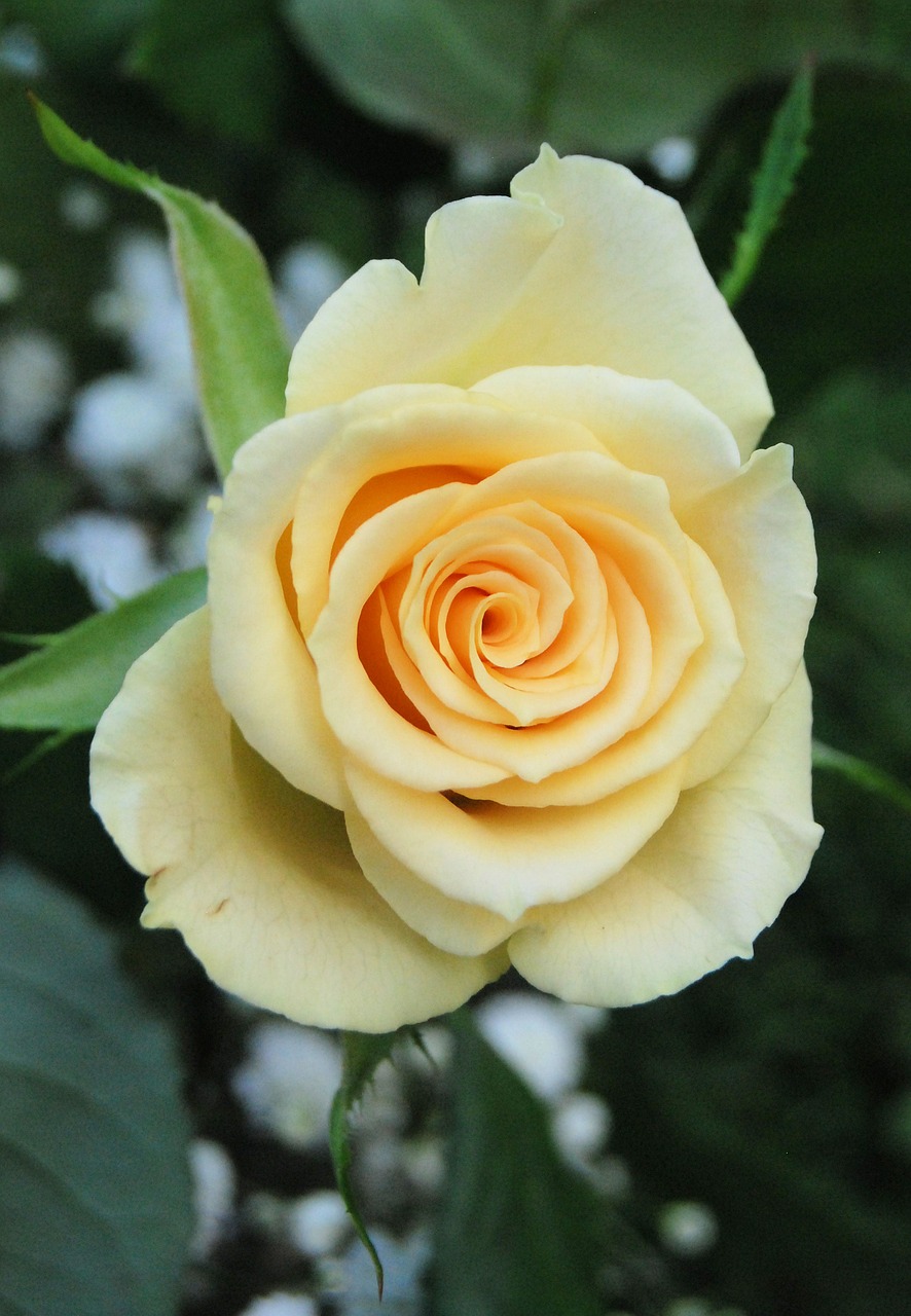 rose bloom yellow free photo