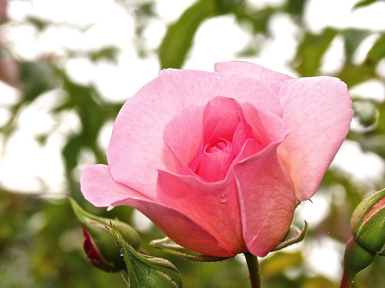 rose flower blossom pink free photo