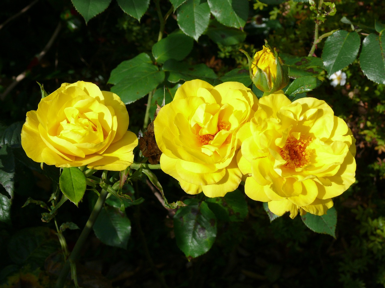 rose floral plants free photo