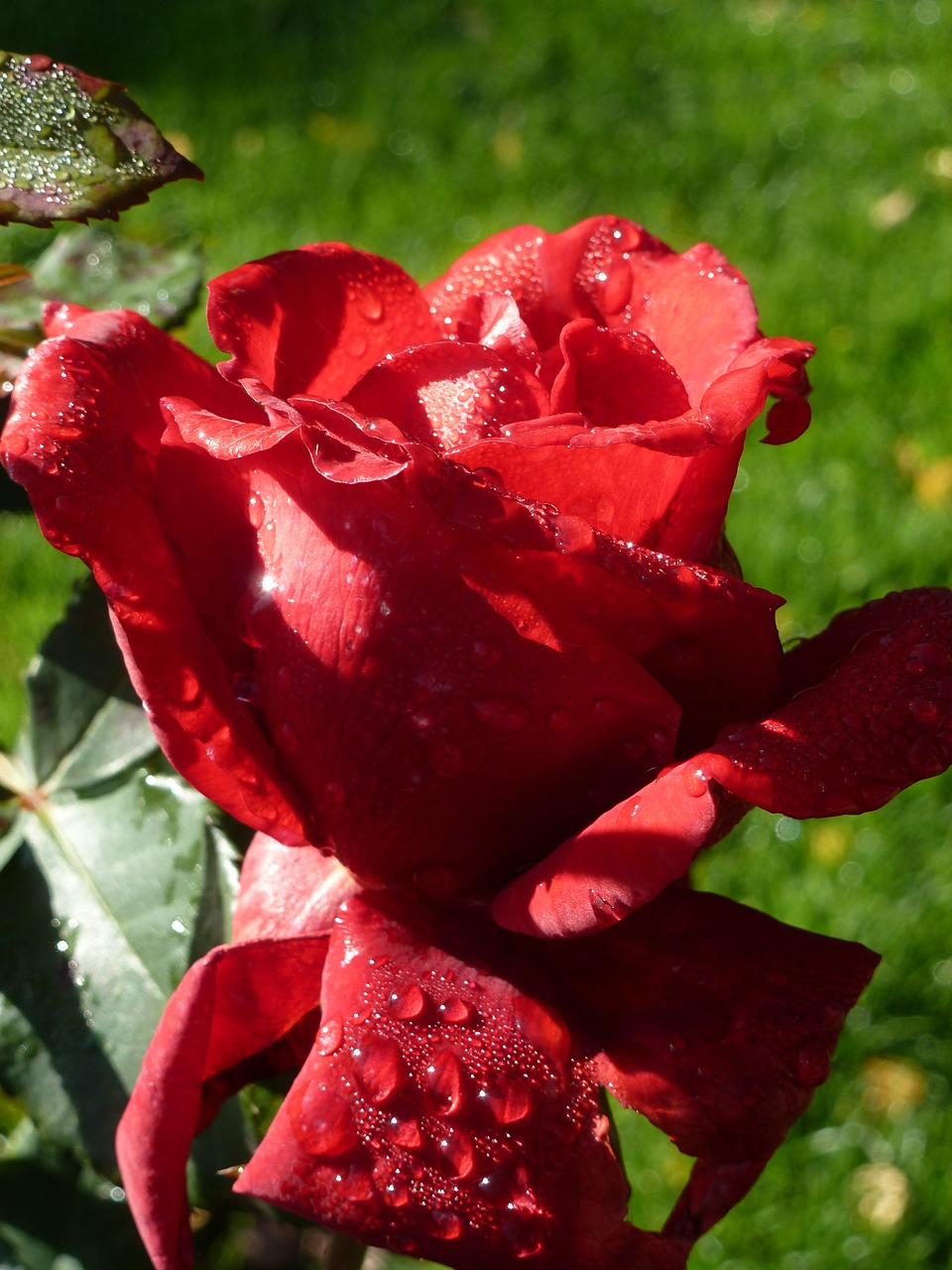 rose rose bloom red rose free photo