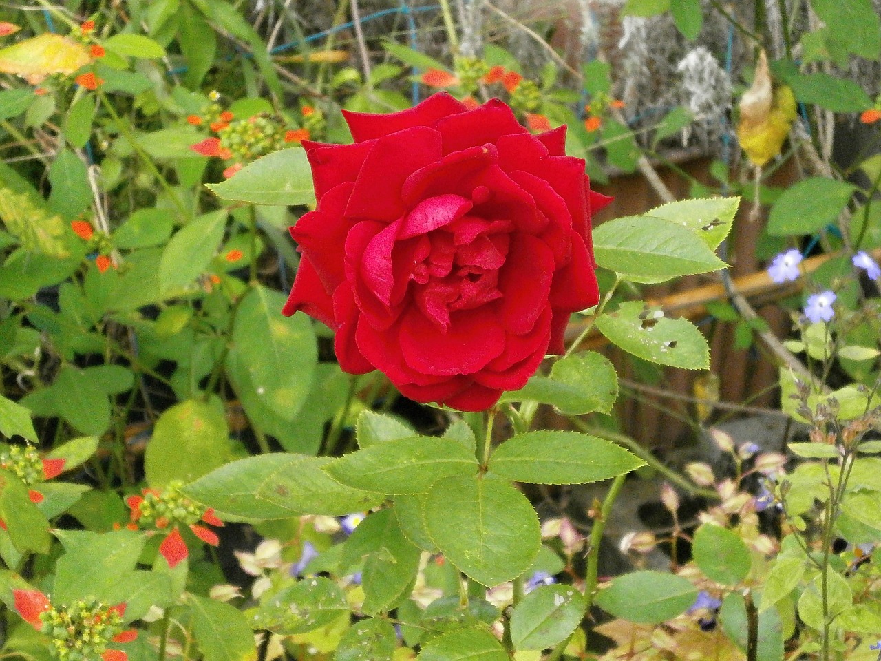 rose red flowers flower bed free photo