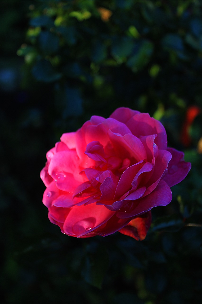 rose rose bloom beauty free photo