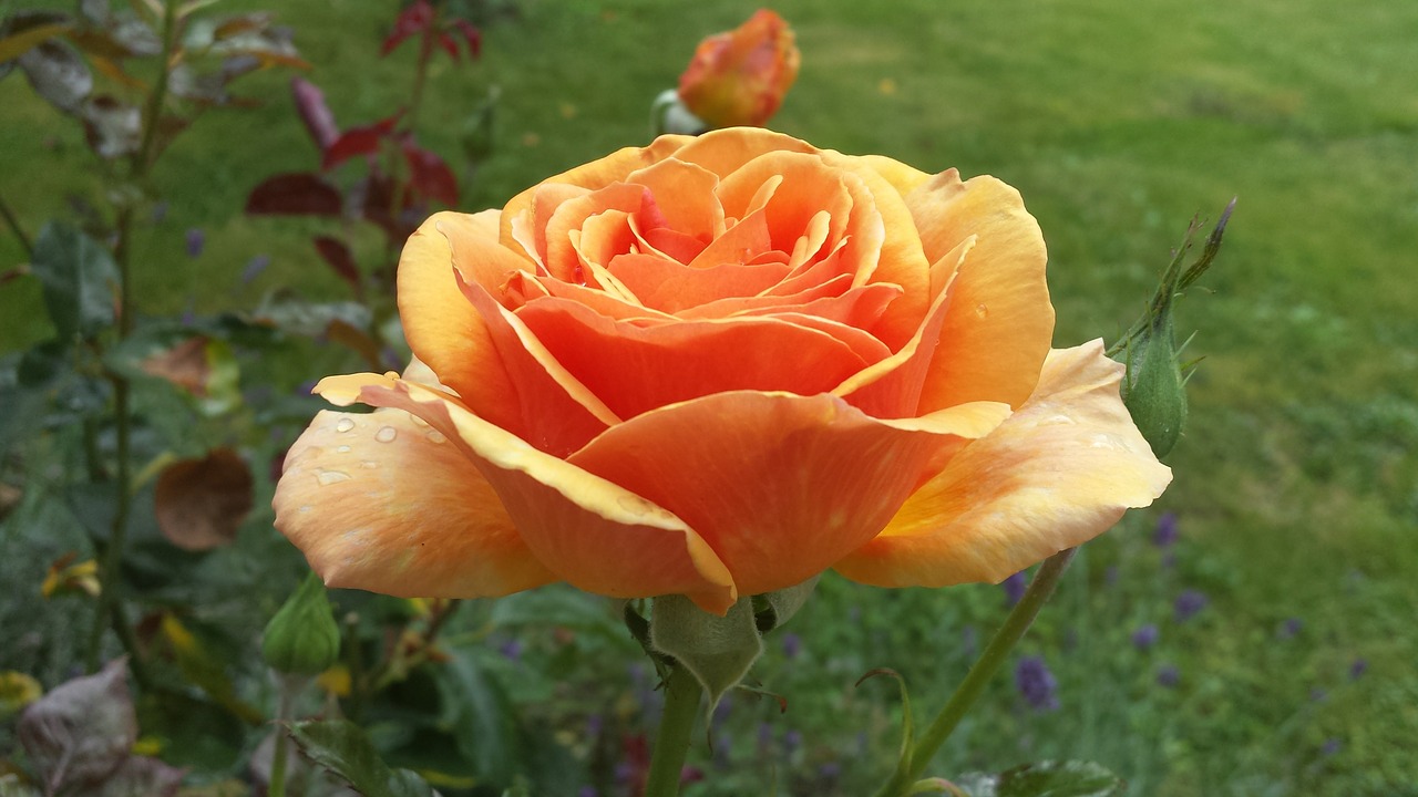 rose orange flower free photo