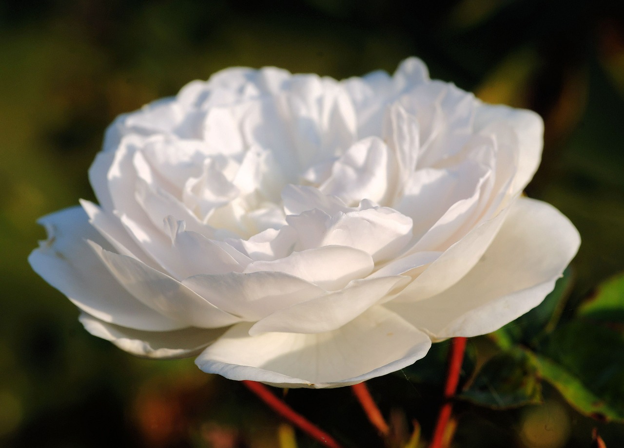 rose white blossom free photo