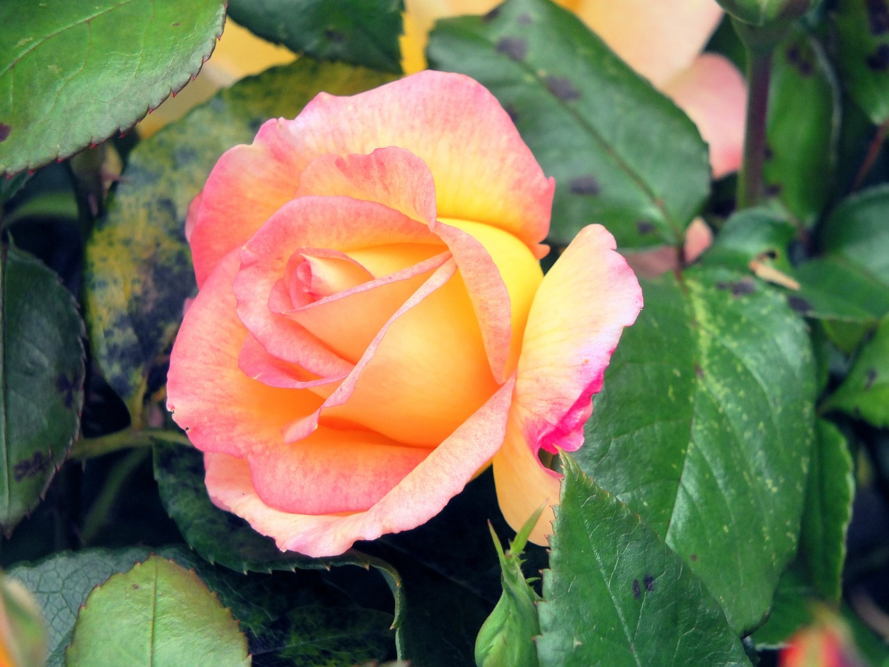 rose flower beauty free photo