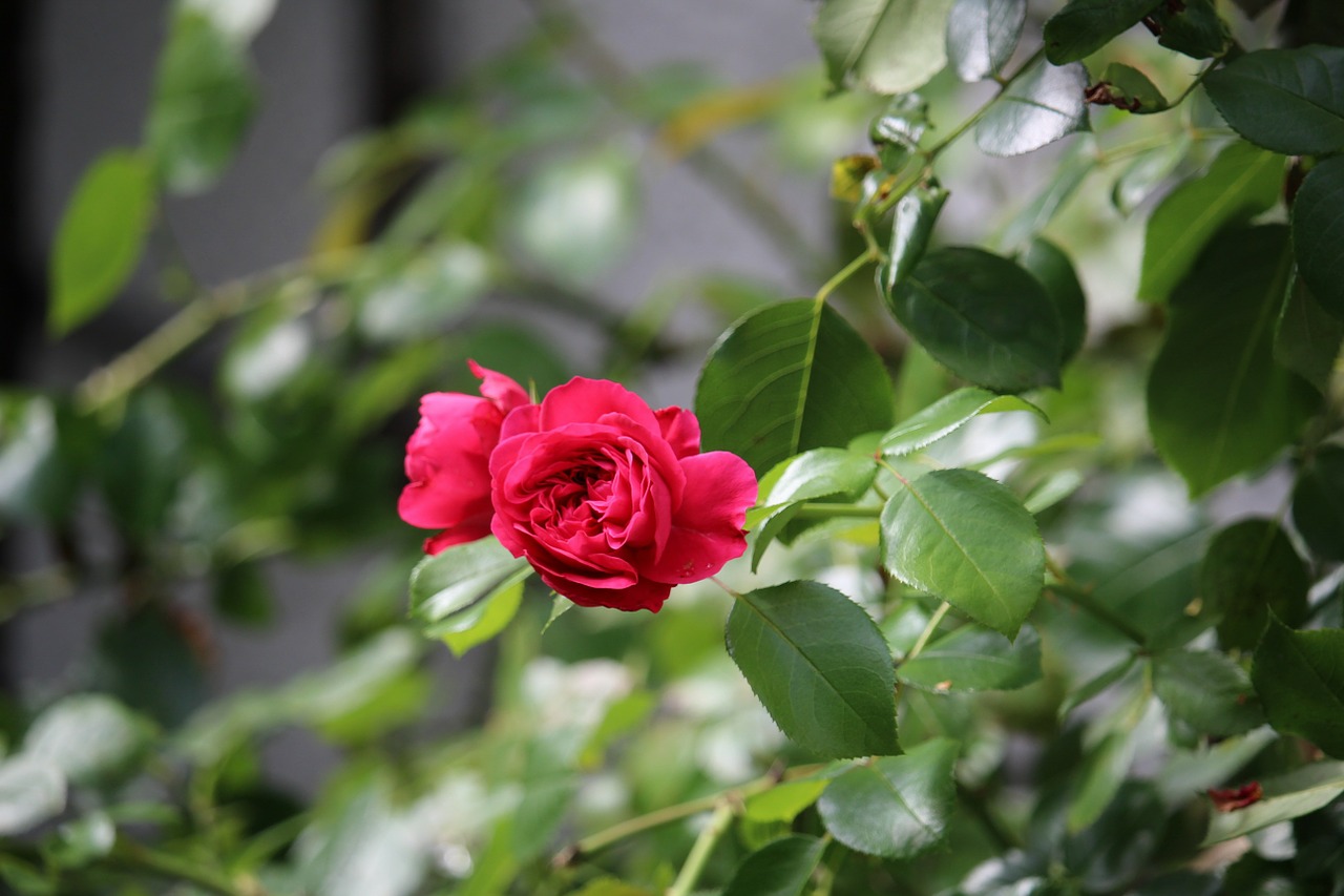 rose flowers garden free photo