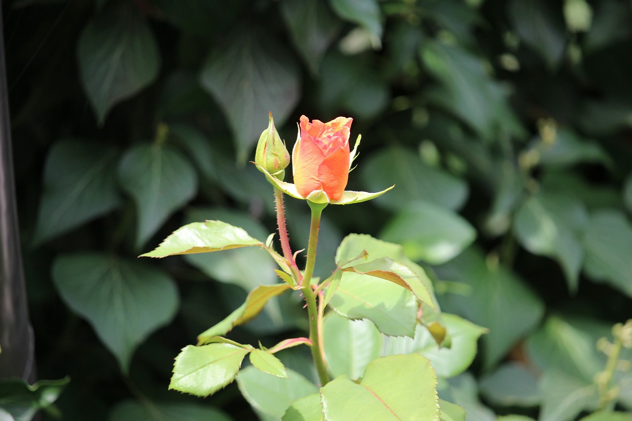 rose flowers nature free photo