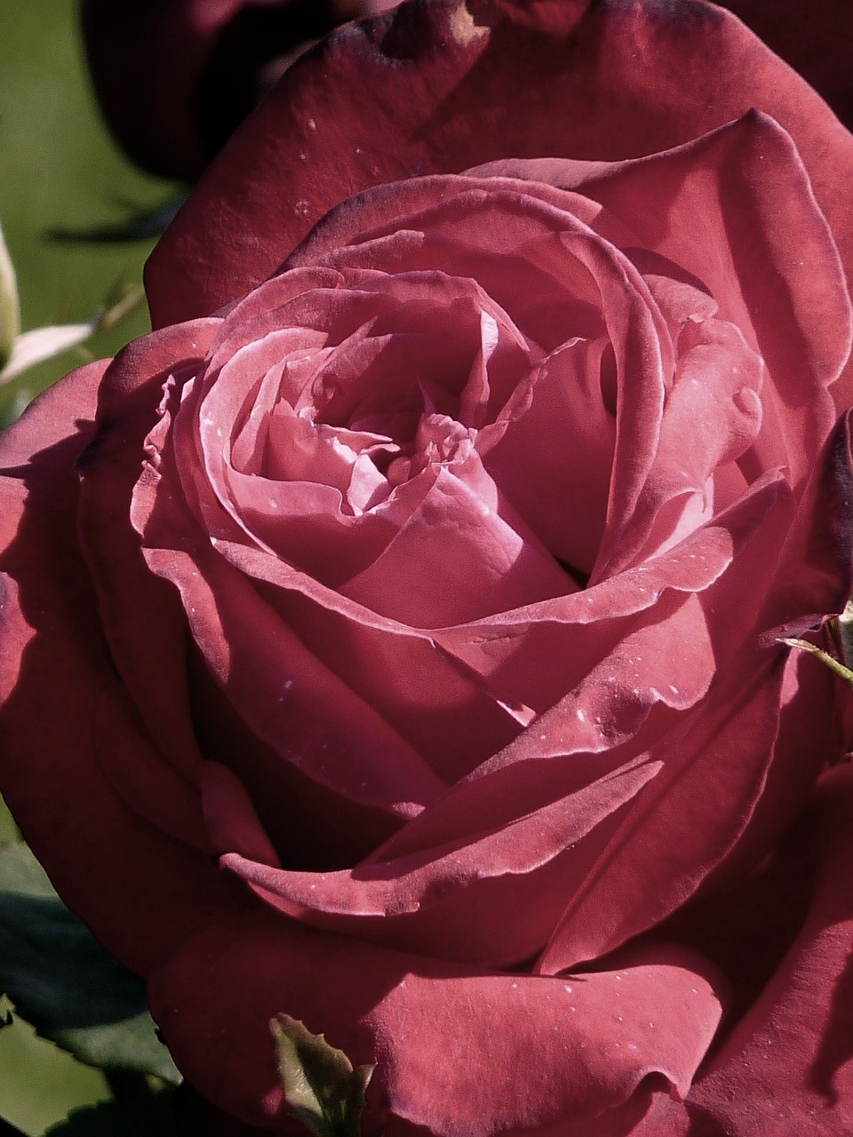 rose red flower free photo